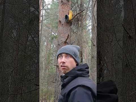 Если встретил медведя #советы #лайфхаки #юмор #медведи #приколы #тикток #выживальщик #лес #походы