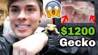 We Got the COOLEST Geckos at the Reptile Expo! *VLOG*