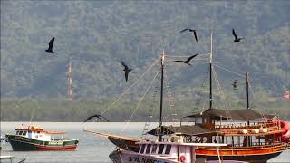 fragatas voando e se alimentando / Magnificent frigatebirds flying and feeding (Fregata magnificens)