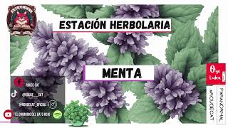 ESTACIÓN HERBOLARIA 3 MENTA Y SUS PROPIEDADES MÁGICAS