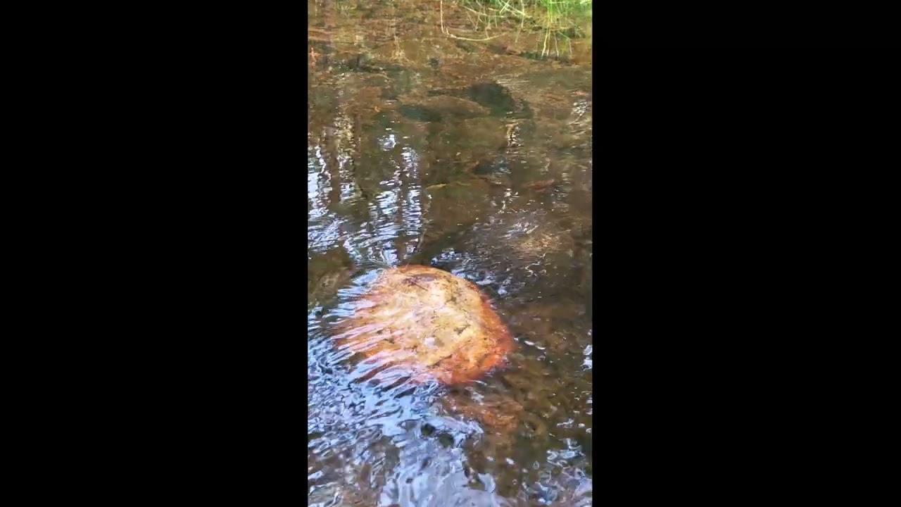 Summer Beauty September 2024