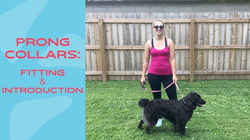 Prong Collar Training: Fitting & Introduction (Part 2/3)