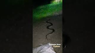 Release Indian rock Python in the wild🐍 Wealth