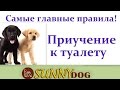 Приучить  щенка ходить к туалет на улицу? Как приучить писять и какать на улице. главные правила!