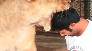 Crazy guy puting his head in a lion's mouth