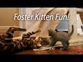 Foster Kitten Fun - Q Litter & Bengals