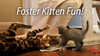 Foster Kitten Fun - Q Litter &amp; Bengals