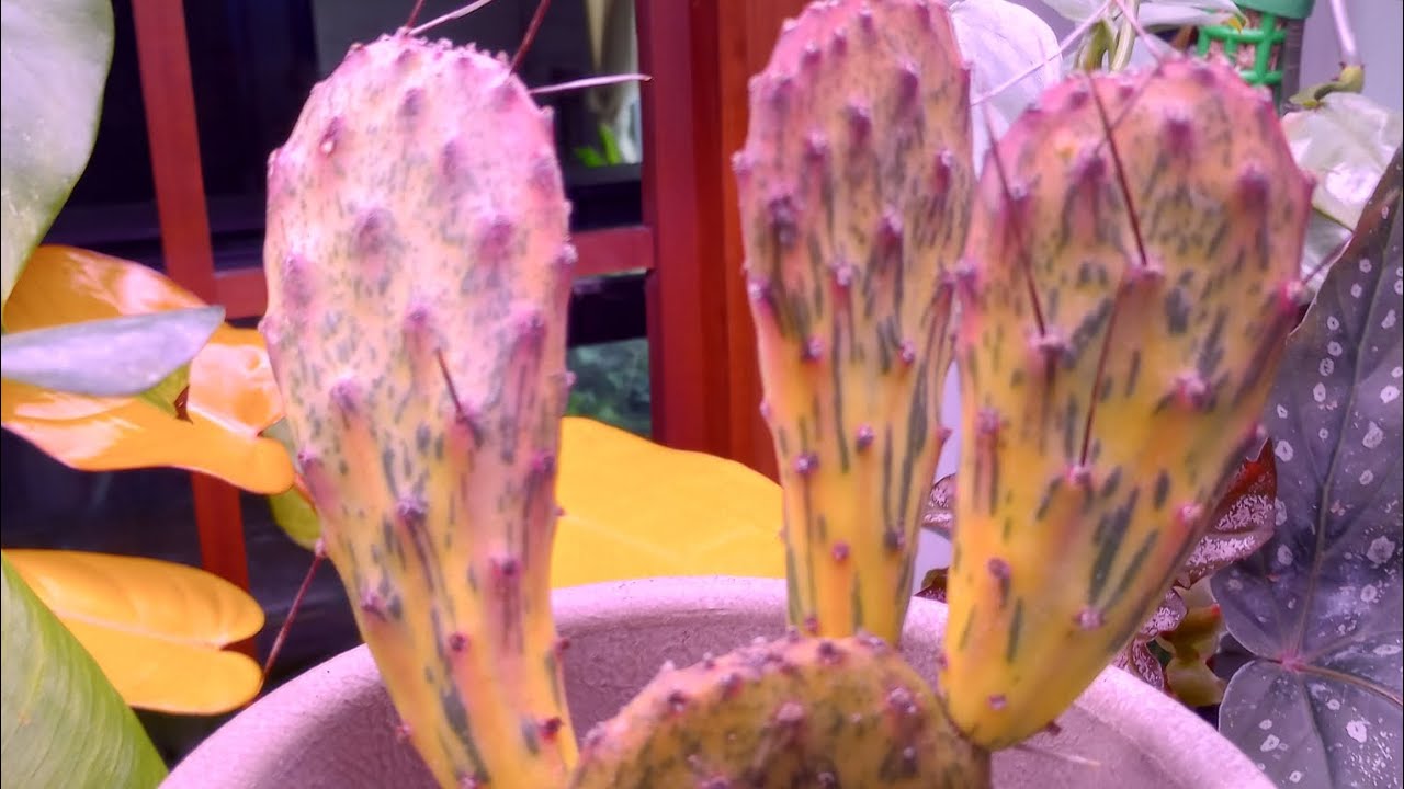 Sweet Cactus box from Euphorbia greenhouse!!!!