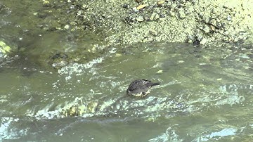 Eurasian Dipper