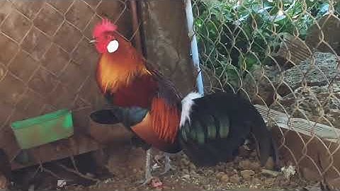 Gà rừng rặc thuần hóa gáy hay|Gà Rừng Miền Núi