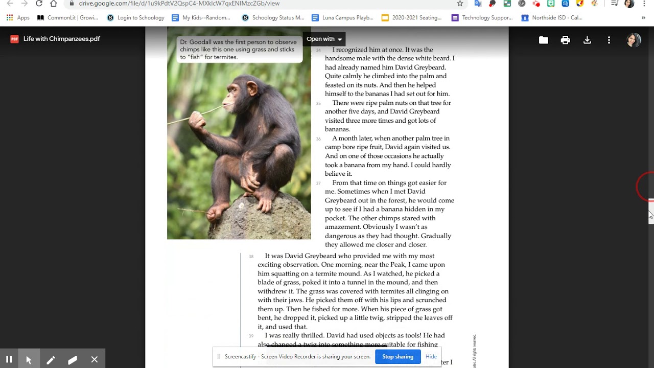 my life with chimpanzees essay