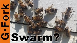 Swarm Trap Fail - Beekeeping 101 - GardenFork