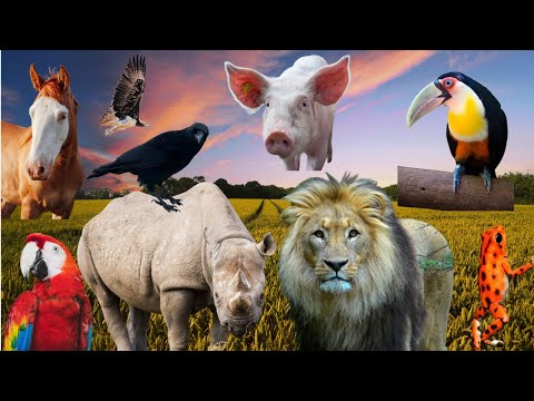 More than 30 Animals, Lion, Cow, Pig, Eagle, Dog, Cat, Horse, Goat, Rabbit, Chicken