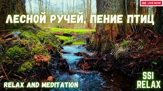 Лесной Ручей. Пение Птиц Звук Леса для Отдыха и Медитация.Singing Birds Sound Forest for Rest