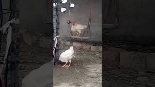 White Chicks With Oneclick June 9 2023