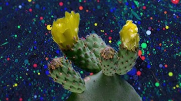 Zimmerling Assignment6