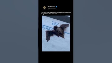 This Bat Uses Ultrasonic Screams So Powerful They Shake the Camera#shorts