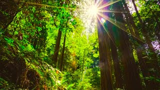 Carpathian Forest Wild Flowers with Birds Singing Sounds for Sleep.Forest Birds Signing and Chirping