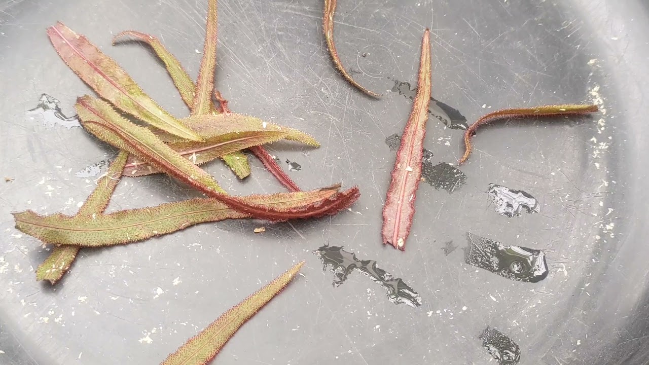 Drosera Adelae Propagation