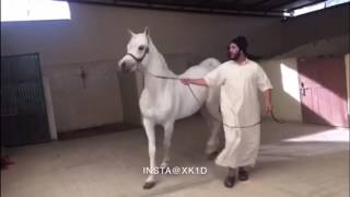 هيمان الشقب الحصان العربي Haiman al shaqab