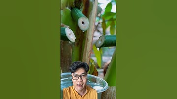 Thử lấy nước từ cây chuối #amazing #shorts #duet