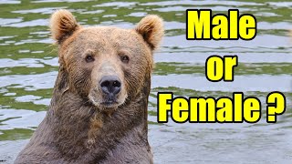 Alaska Grizzly Bear / Brown Bear Gender Identity and Age Estimation Tips Profile