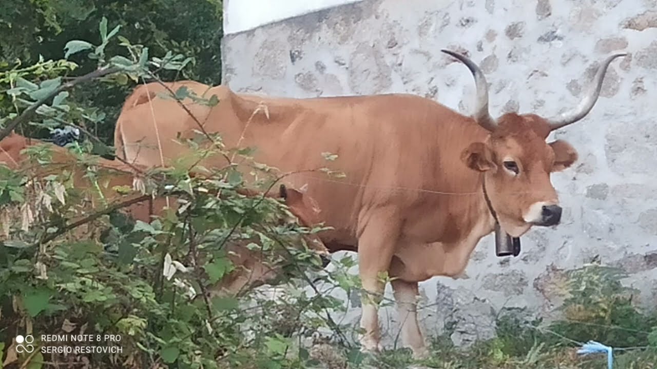 VACAS DE RAZA CACHENA