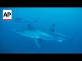 Rare underwater video shows a Great White Shark in the Mediterranean