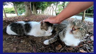 公園にいた仲良し野良猫コンビをナデナデしてきた