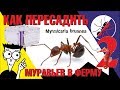 Как пересаживать муравьев в муравьиную ферму. Myrmicaria brunnea
