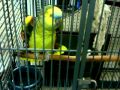 PACO THE TALKING PARROT......