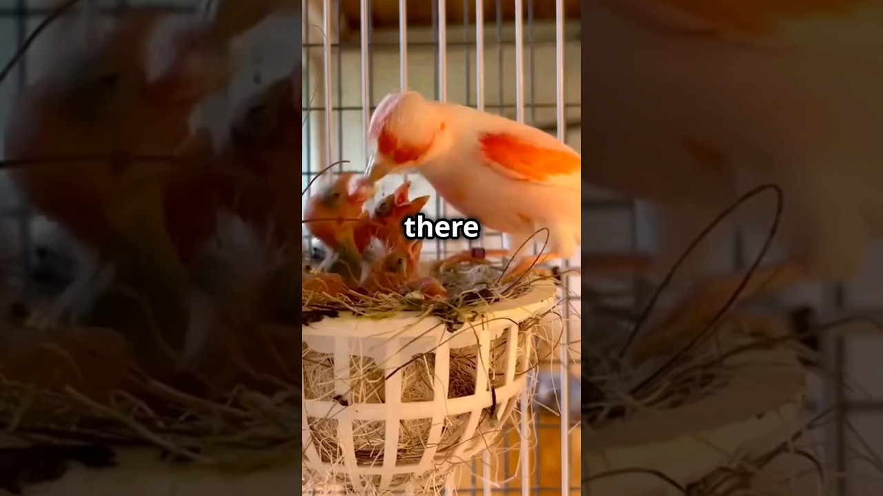 Canary Care: Important Tips for Moulting Season 