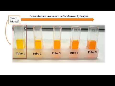 Vidéo: Comment l'invertase est-elle utilisée dans l'industrie ?