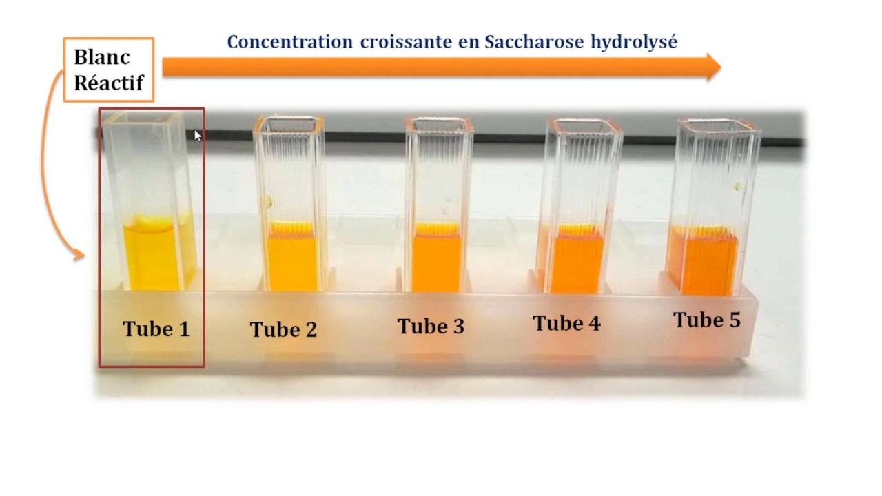 Travaux pratiques,  Etude cinétique de l'invertase, Partie 2/2