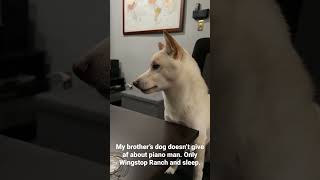 Piano dog wants the sauce