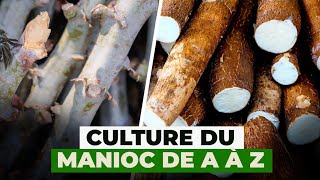 Culture du manioc de A à Z