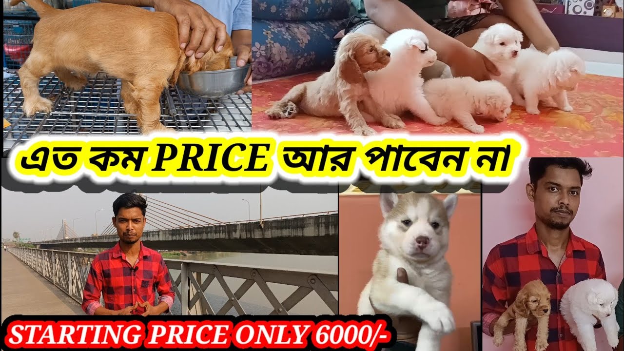 LOW PRICE PUPPY'S FOR SALE🐕 CHEAPEST PRICE DOG PUPPY IN INDIA🐕BEST