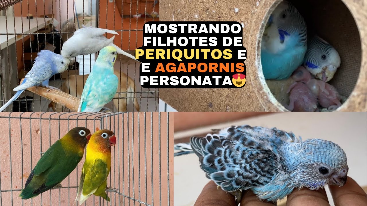 Limpei os ninhos E mostrei os filhotes de AGAPORNIS❗️ 🤩