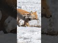 Tibetan Sand Fox: Tibetan Plateau | Northern Sikkim Biodiversity | @RoundglassSustain #shorts