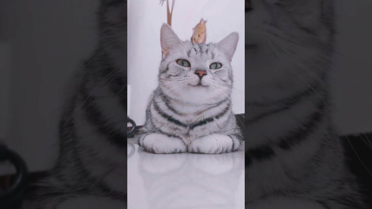 😸subscribe☀️ #cute #smile #cats #котик #котики #кот
