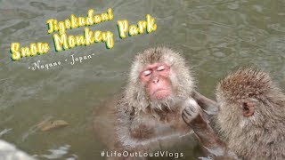 Jigokudani Snow Monkey Park | YUDANAKA - NAGANO - JAPAN