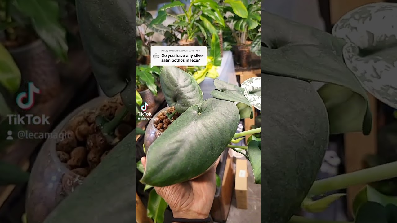 Scindapsus in Leca (Semi-hydroponics)