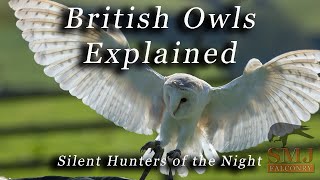 British Owls Explained: Meet the Silent Hunters of the Night