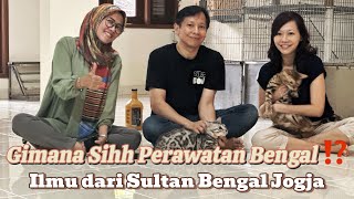 Perawatan Mudah Kucing Bengal ‼ Tempat adopsi kucing paling Rame di Jogja  #kucing #bengal