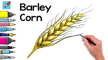 How to draw an Ear of Barley Real Easy - Easy Step by Step - Spoken Instructions