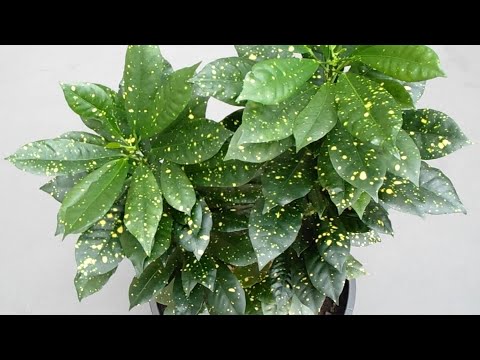 Videó: Croton termesztés: Croton szobanövény gondozása