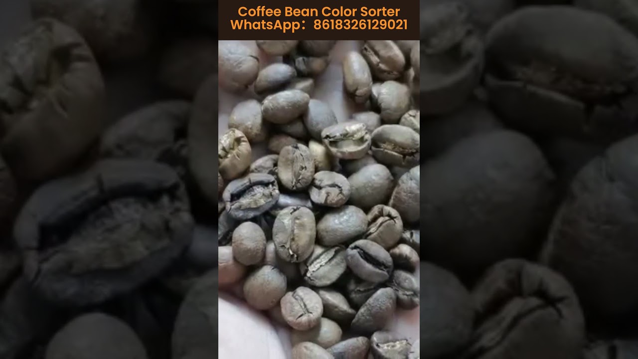 Coffee Sorter Coffee Color Sorter Machine