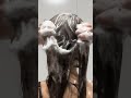 アンプリール プロフに一番安く買えるサイト貼ってあります PR アンプリール シャントリ ヘアケア 垢抜け アンプリール プロフに一番安く買えるサイト貼ってあります PR アンプリール シャントリ ヘアケア 垢抜け