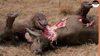 Komodo Dragons Gather To Tear The Buffalo To Pieces