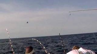 Bluefin Tuna Dumping Line Off Reel At Stellwagon Bank